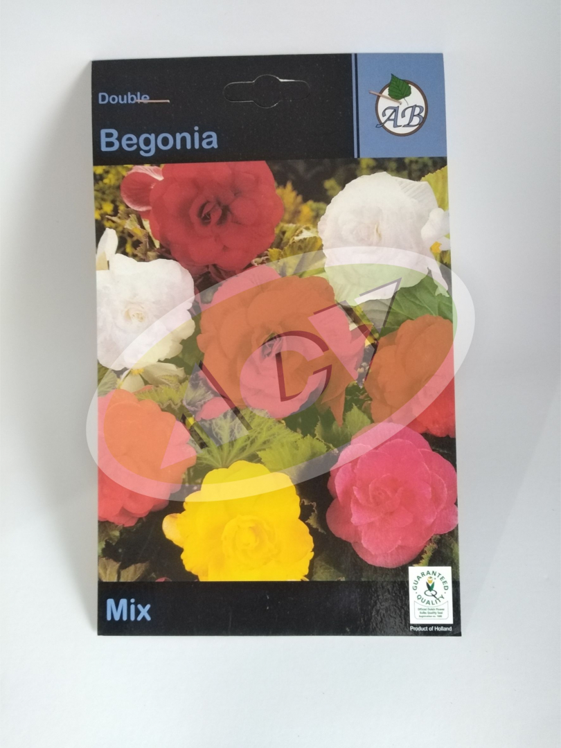 LUKOVICE BEGONIA